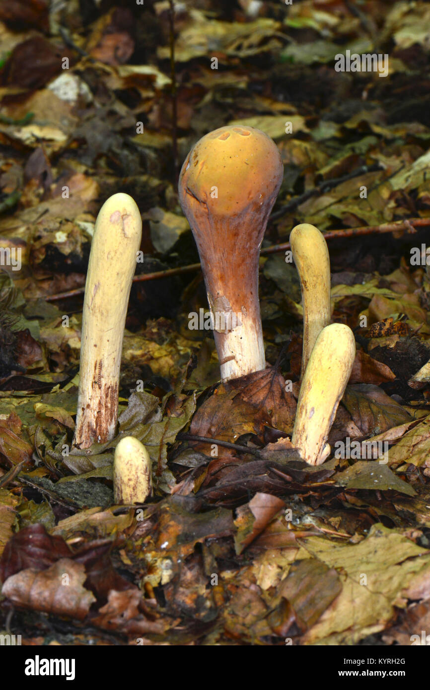 Giant Club (Clavariadelphus pistillaris), fuituing bodies of different ages dwelling in the autumn foliage Stock Photo