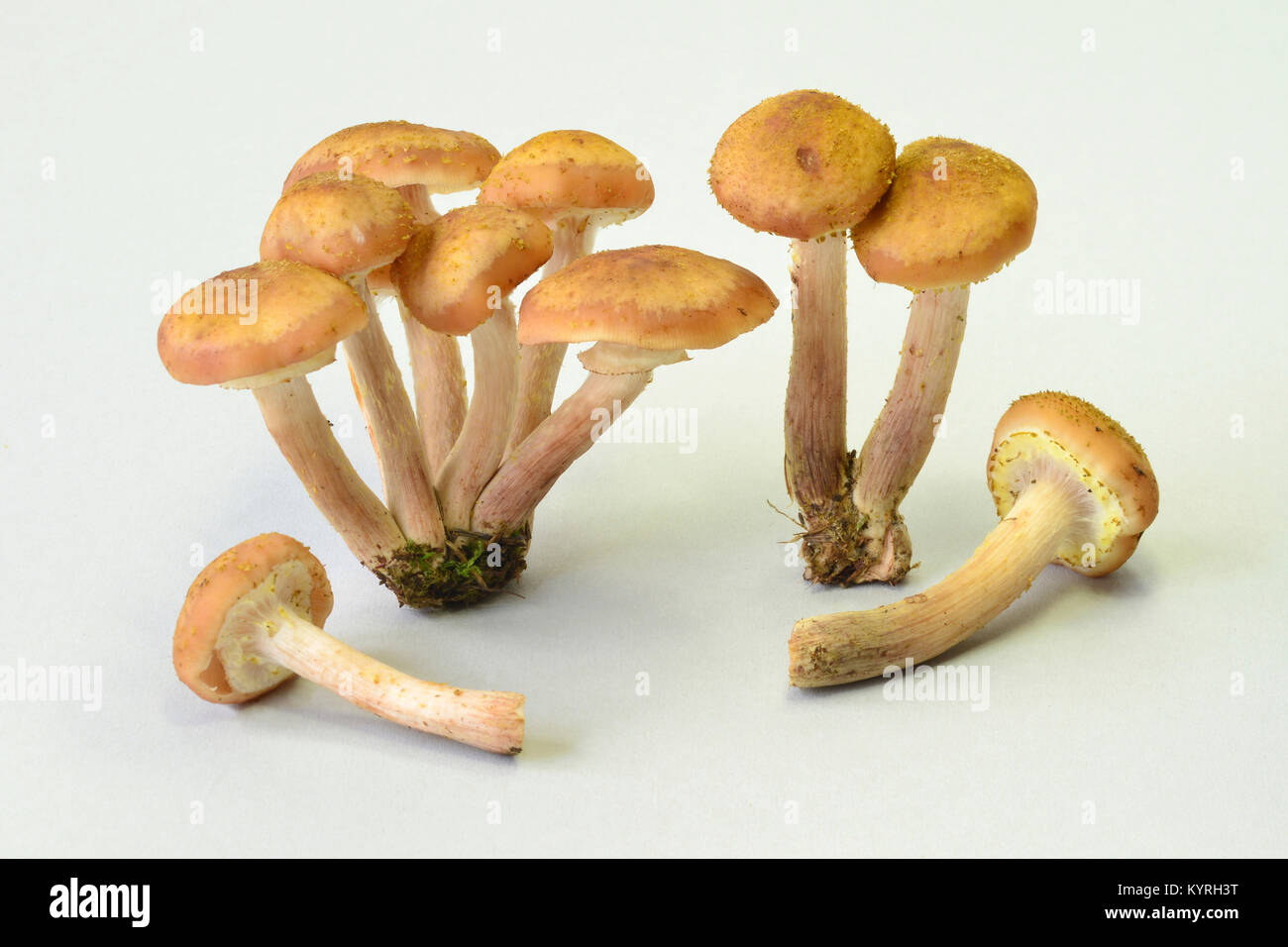 Honey Fungus, Bootlace Fungus (Armillaria mellea) Stock Photo