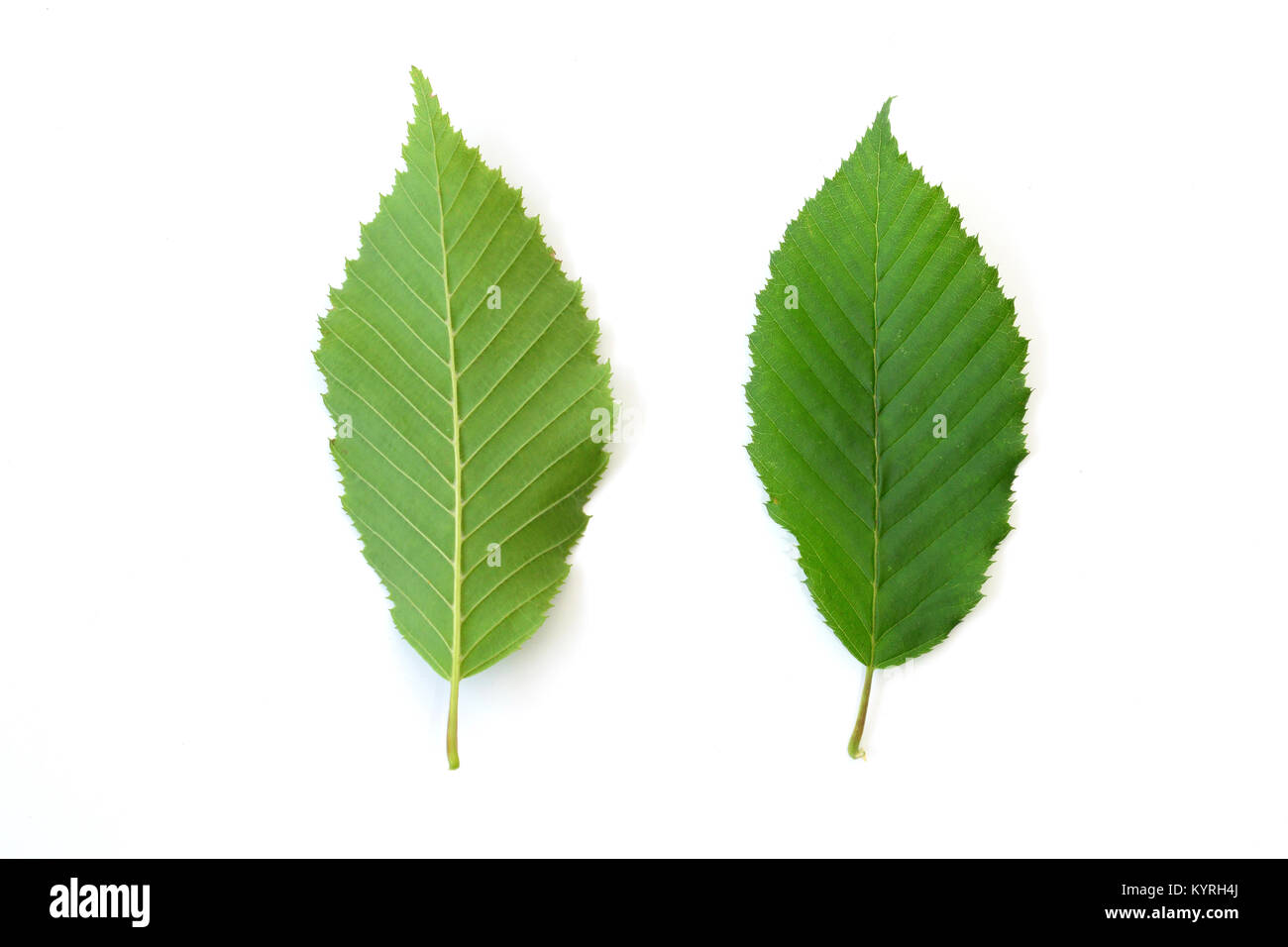 Common Hornbeam (Carpinus betulus),  leaves in Front-and backview . Studio picture aginast a white background Stock Photo