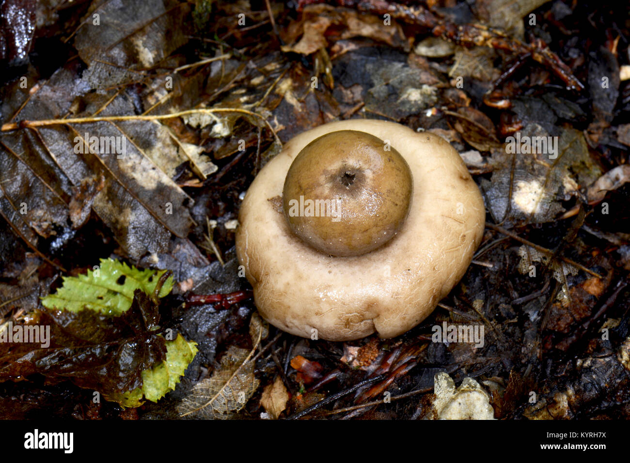 Fringed Earthstar, Sessile Earthstar (Geastrum fimbriatum), fruit body  ebverted its cap to get spores better thrown out. Stock Photo