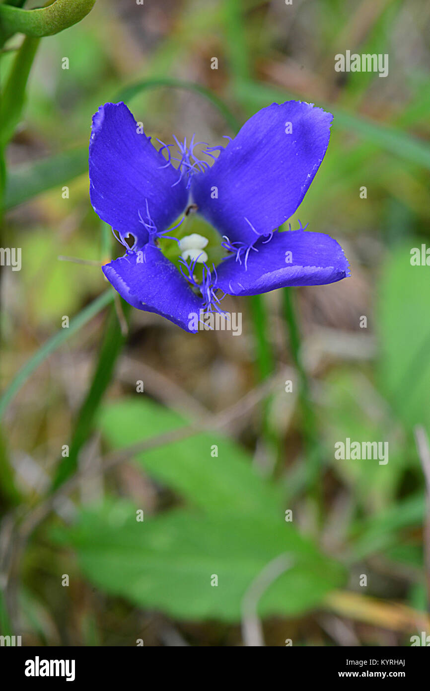 Fringed Gentian (Gentianella ciliata), flower Stock Photo