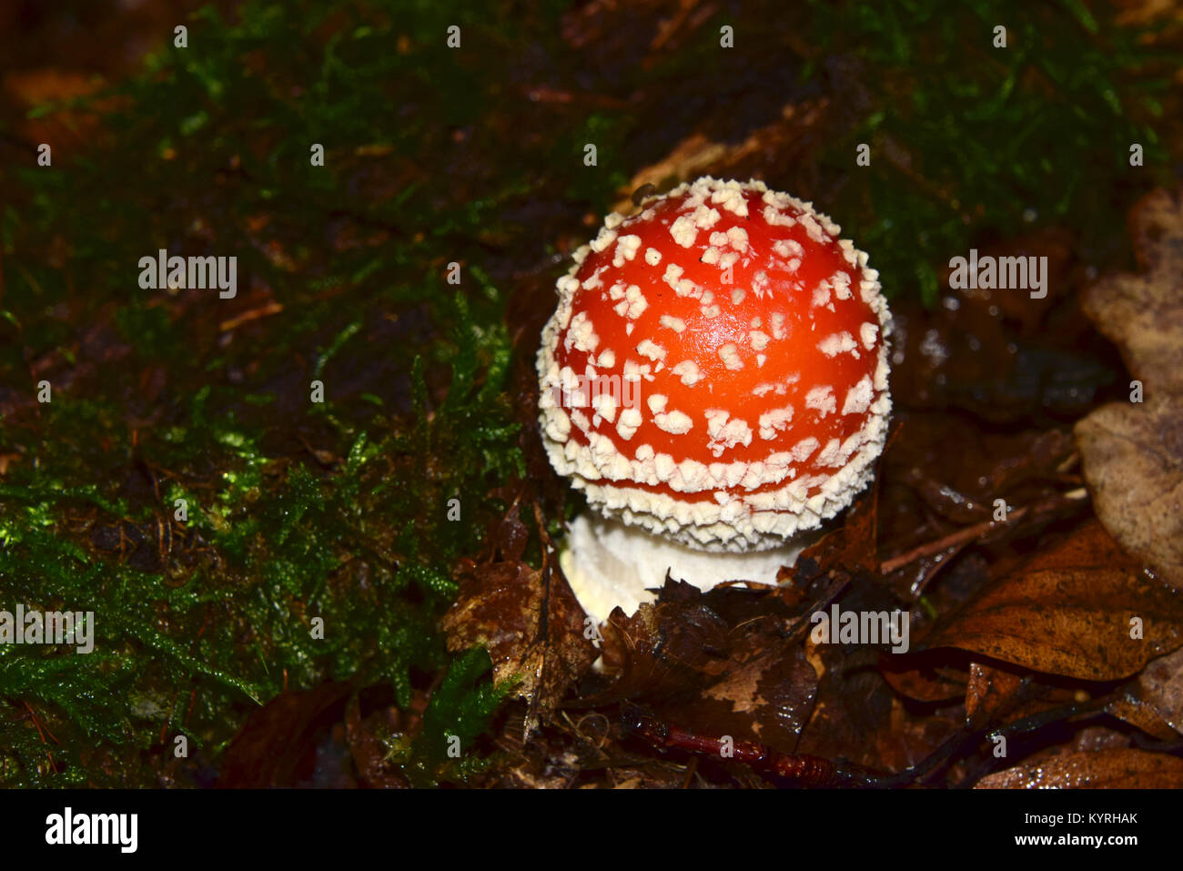 Fly Agaric (Amanita muscaria),  toadstoal young Stock Photo