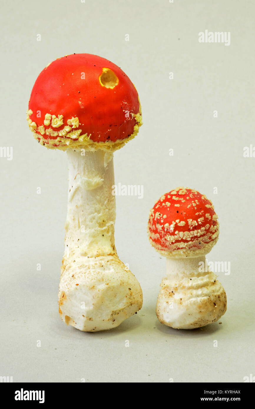 Fly Agaric (Amanita muscaria), pair of toadstoals of different sizes, on the right side the young one with still closed cap Stock Photo