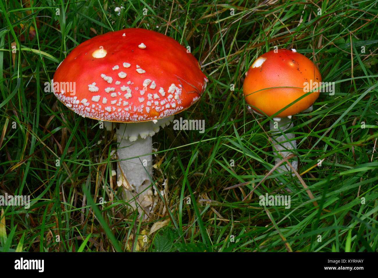 Fly Agaric (Amanita muscaria), pair of toadstoals of different sizes Stock Photo