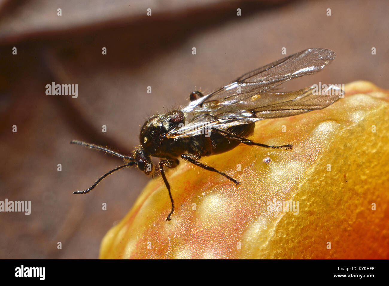 Oak Gall of Common Oak Gall Wasp opened with adult of Oak Leaf Cherry