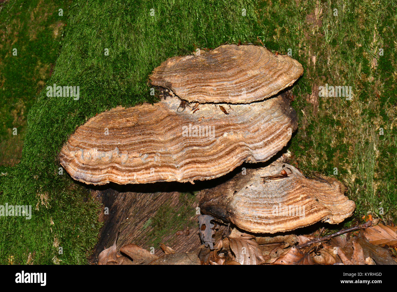 Oak Mazegill, maze-gill fungus .( Daedalea quercina ) Stock Photo