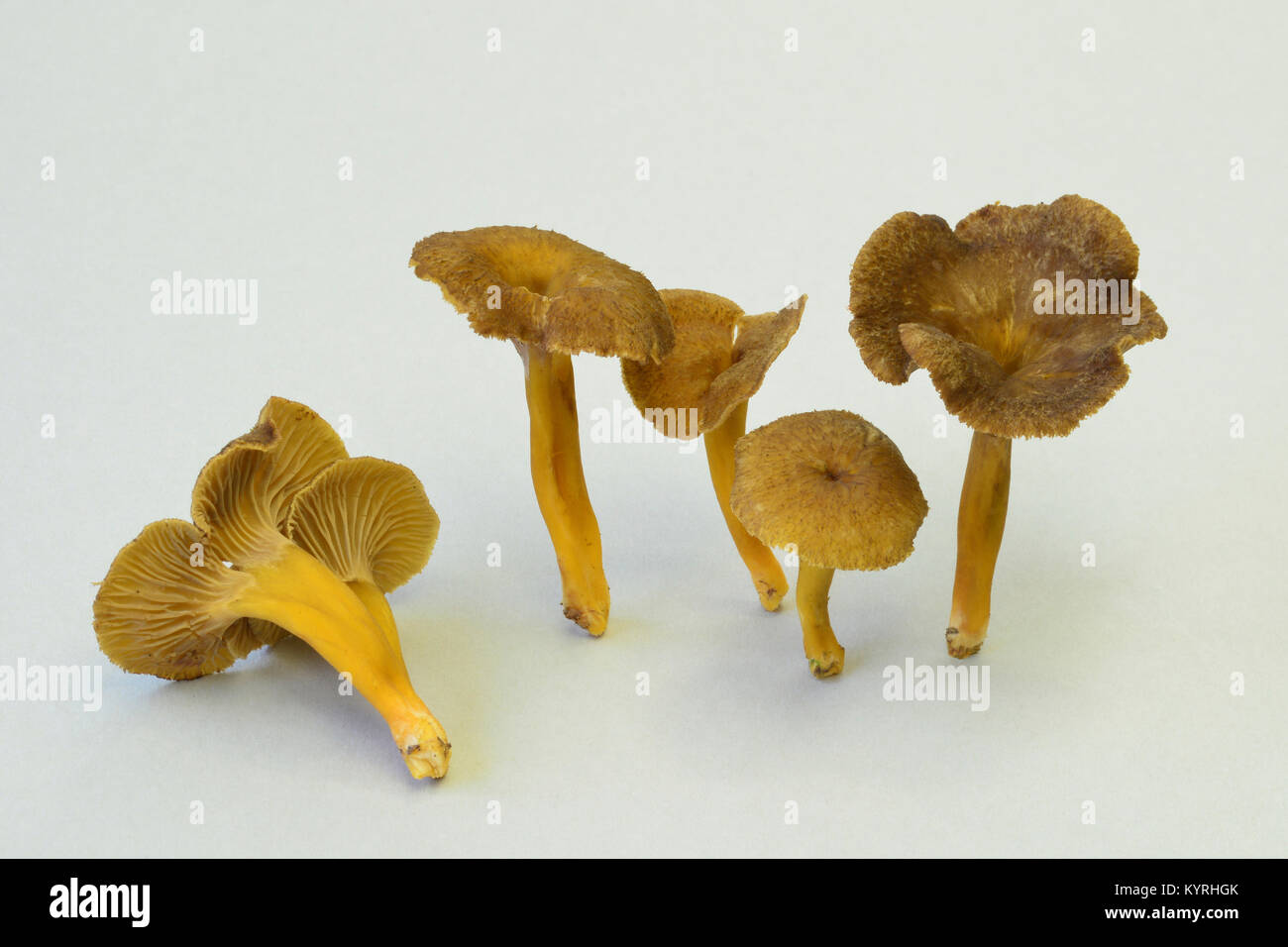 Yellow Foot (Cantharellus xanthopus), Mushroom,Studio picture Stock Photo