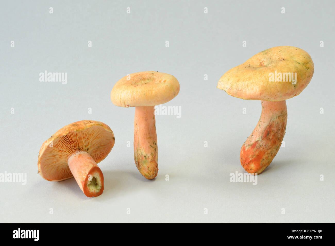 False Saffron Milkcap, orange Milkcap ( Lactarius deterrimus) , adult fungi, studio image Stock Photo