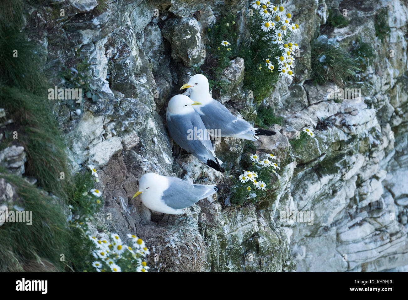 Close-up of 3 adult Kittiwakes perched together on narrow ledges on the side of a chalk cliff- Bempton Cliffs RSPB reserve, East Yorkshire, England. Stock Photo