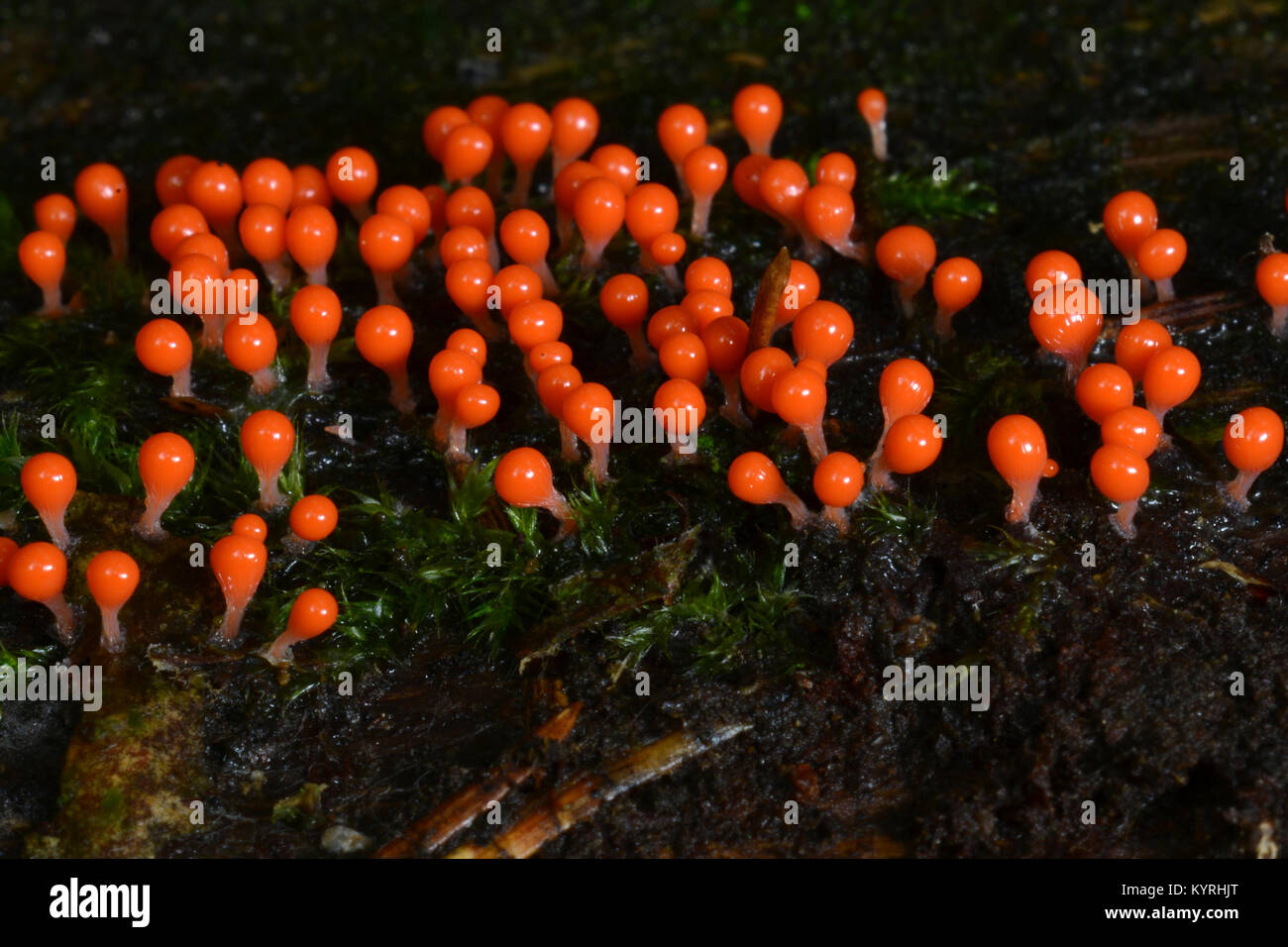Nectria sanguinea dwelling on the floor of the forest Stock Photo