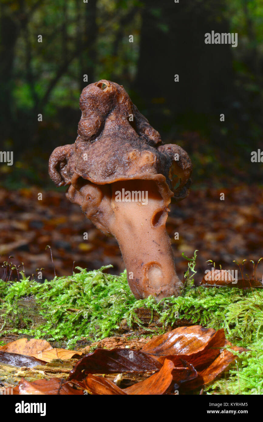 Elfin Saddle, Hooded False Morel, Turban Fungus (Gyromitra infula) Stock Photo