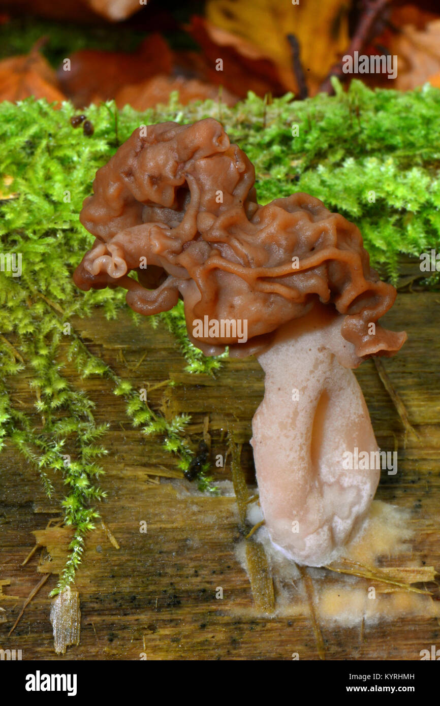 Elfin Saddle, Hooded False Morel, Turban Fungus (Gyromitra infula) Stock Photo