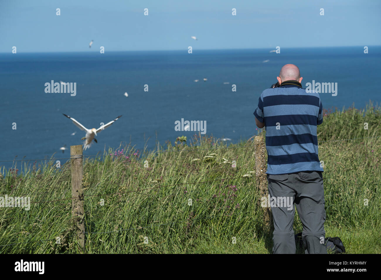 Man with camera taking photos of flying seabirds (gannets) over blue North Sea in summer - Bempton Cliffs RSPB reserve, East Yorkshire, England, UK. Stock Photo