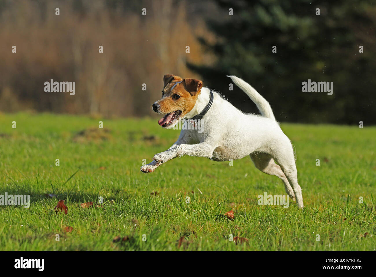 Jack Russell Terrier Adult Running High Resolution Stock Photography and Images Alamy