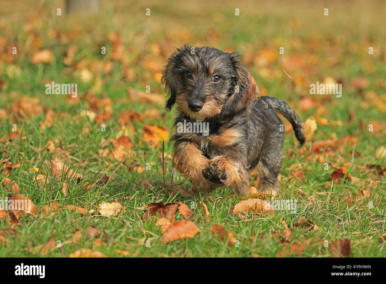 Wirehaired Dachshund. Puppy running on a meadow in autumn. Germany