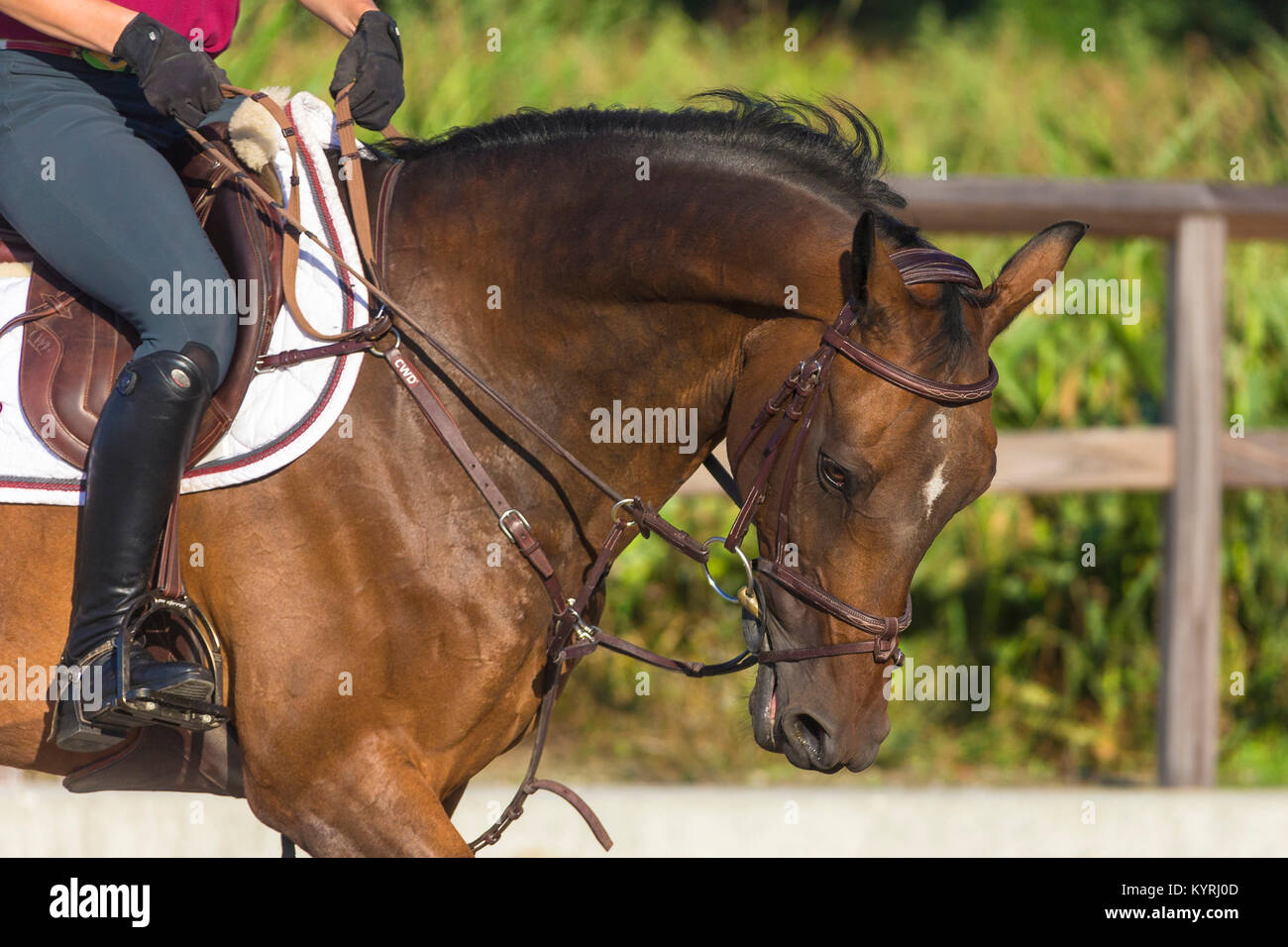 Dutch Warmblood. Rider schooling a bay horse, communicating with reins. Netherlands Stock Photo