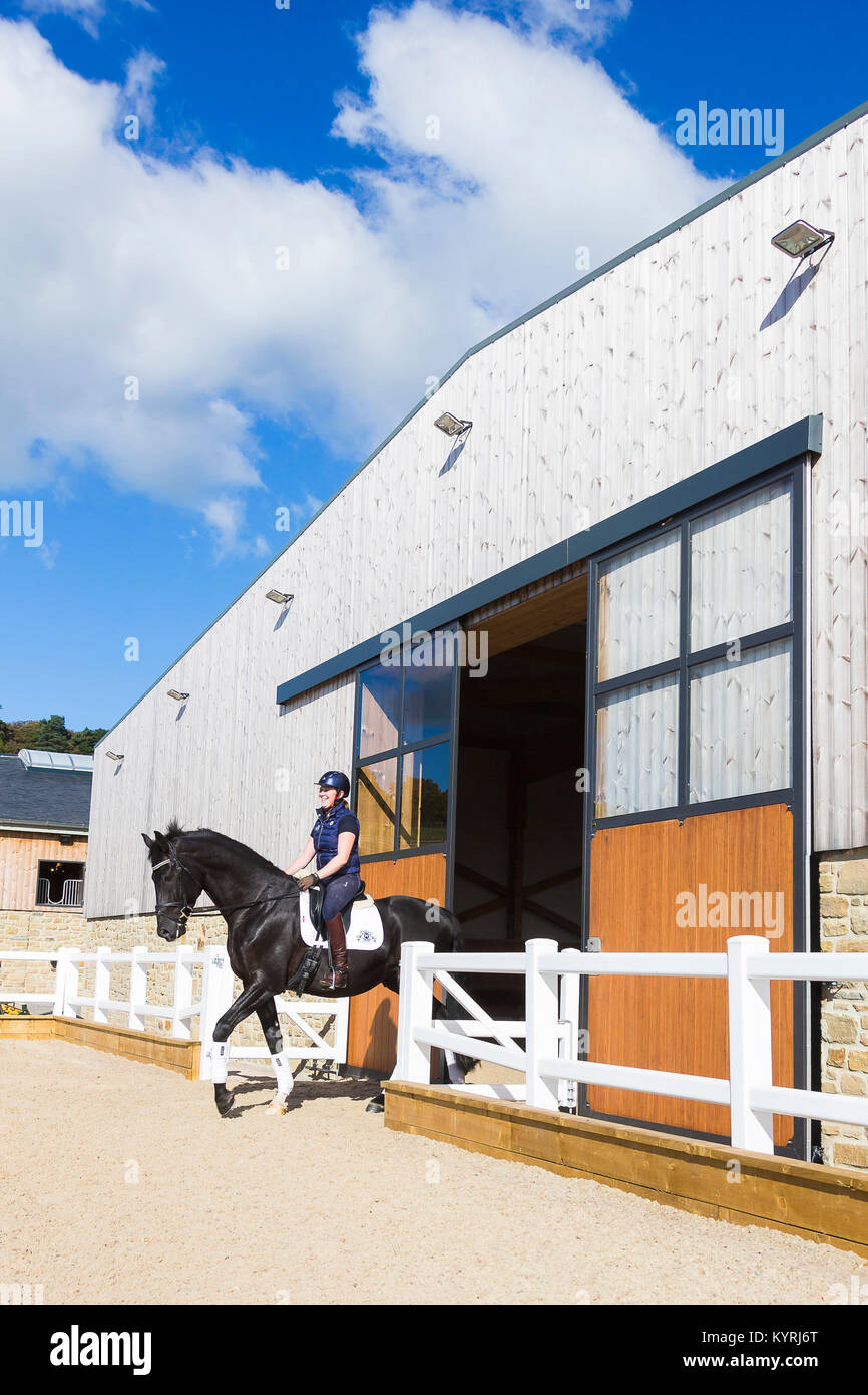 Dutch Warmblood. Rider with juvenile black stallion entering a riding place. Great Britain Stock Photo