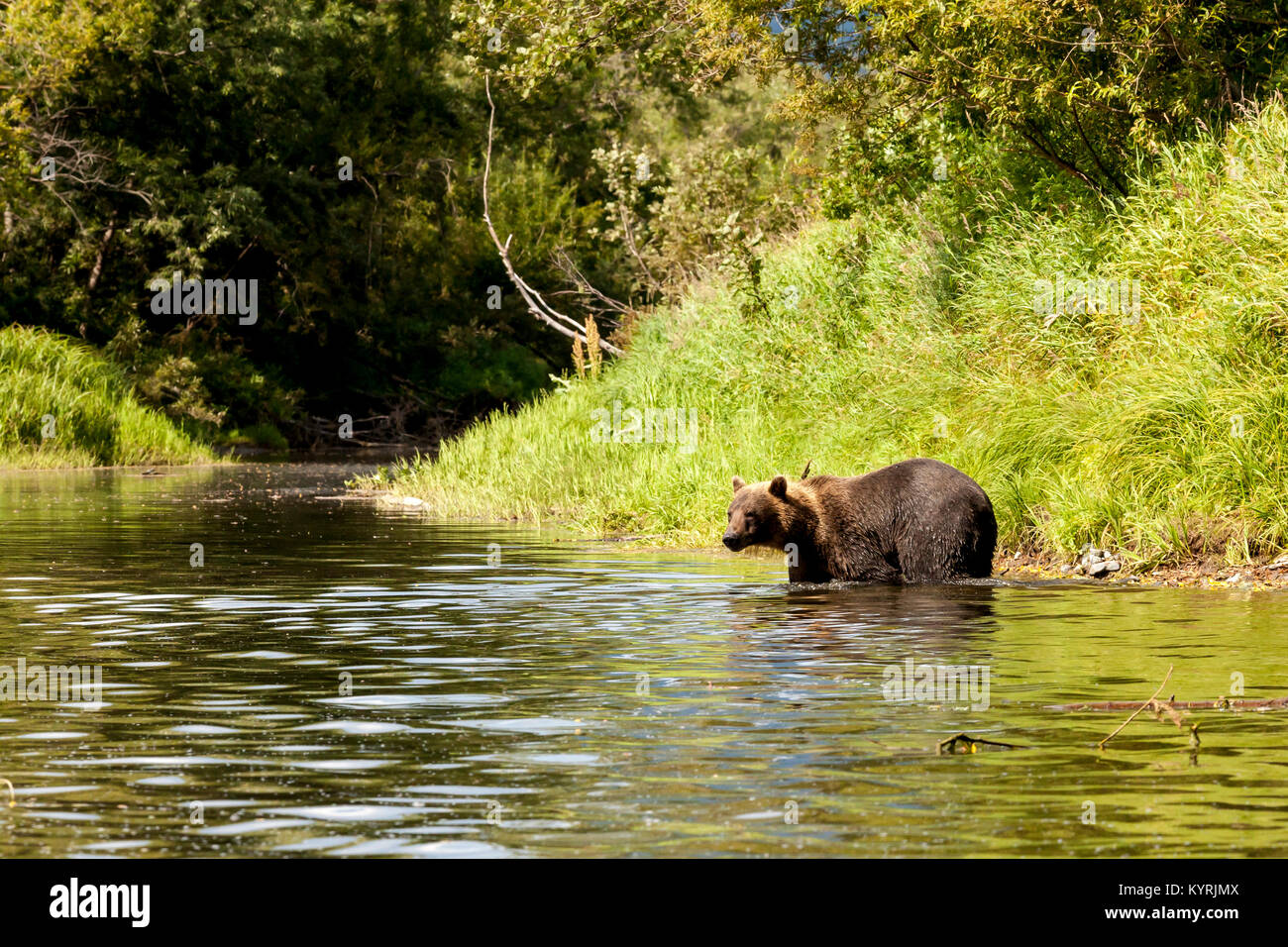 Brown bear looking for fish in the river. Kamchatka Peninsula, Russia. Stock Photo