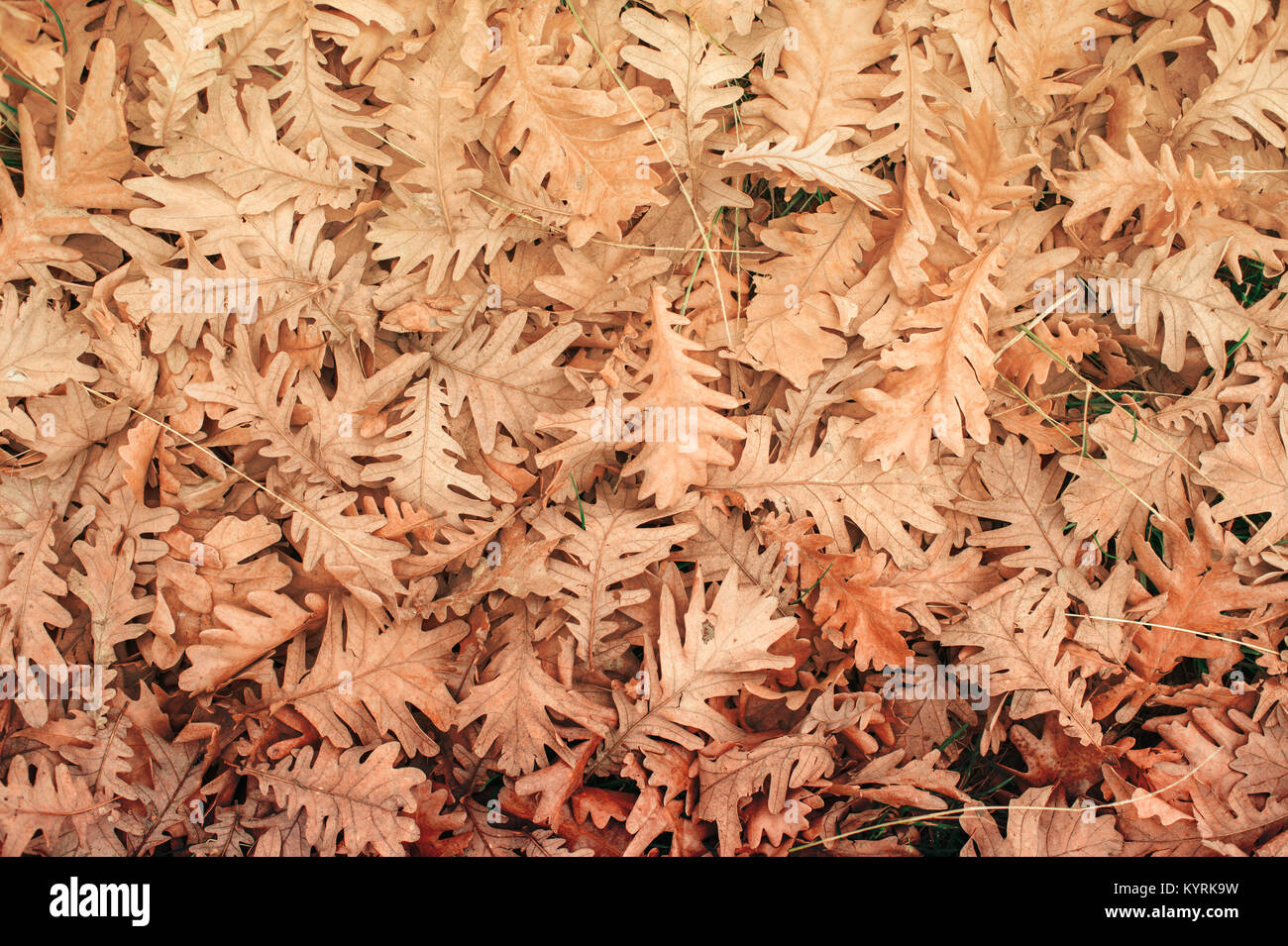 top view fallen oak leaves on ground natural texture background Stock ...