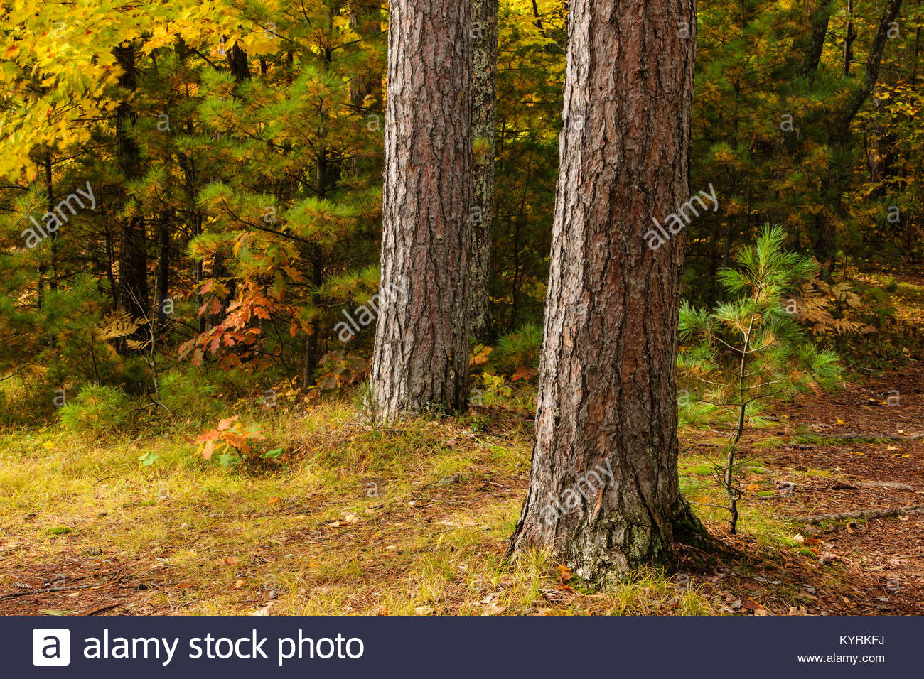 Autumn Colors In Vilas Park Lagoon >> The Forest Within Firefly Lake State Park Near Sayner Wisconsin In Autumn Colors In Vilas Park Lagoon >> The Forest Within Firefly Lake State Park Near Sayner Wisconsin In