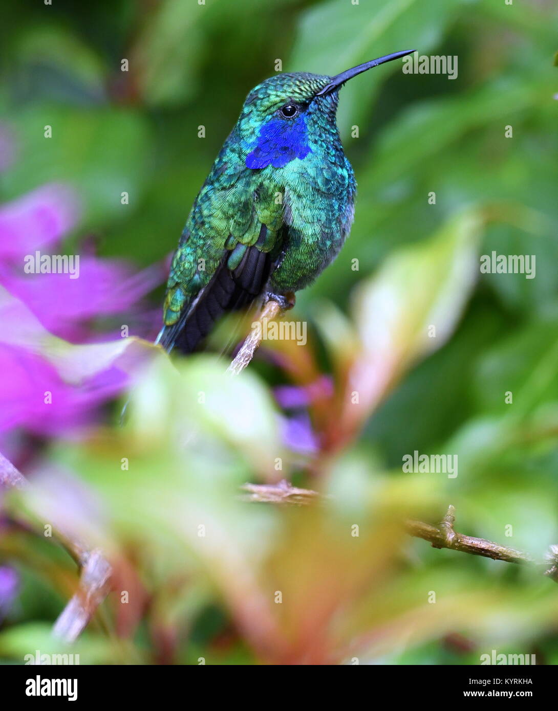 Green violet-ear hummingbird in Costa Rica - Stock Image