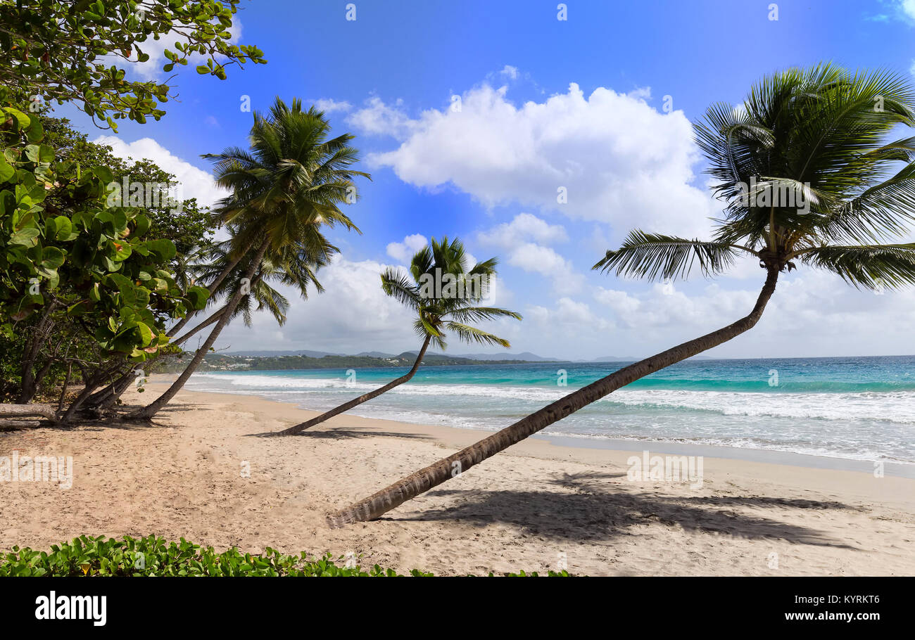 The Caribbean beach , Martinique island Stock Photo Alamy