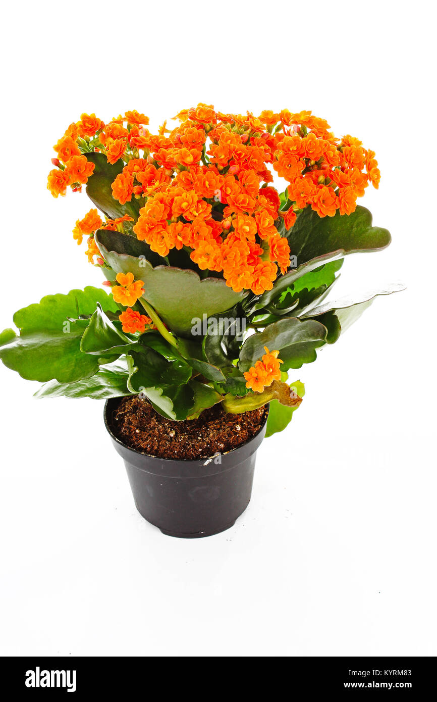 Little orange flowers of rubiaceae tree. Orange flower plant. Cluster  flowers ixora. Plant Stock Photo - Alamy