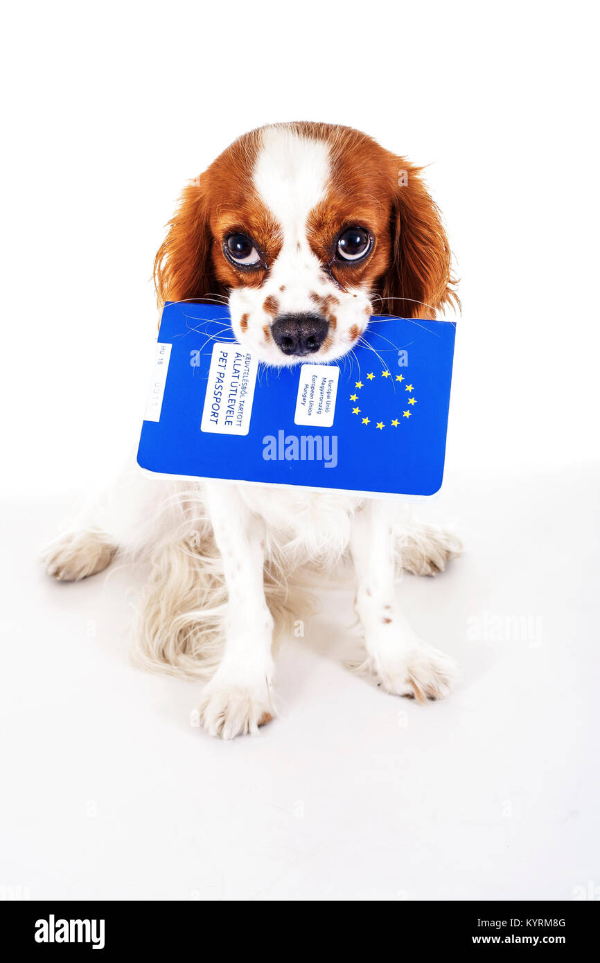 Dog with pet passport immigrating or ready for a vacation. King Charles spaniel carry animal id passport. Dog passport concept isolated on white backg Stock Photo