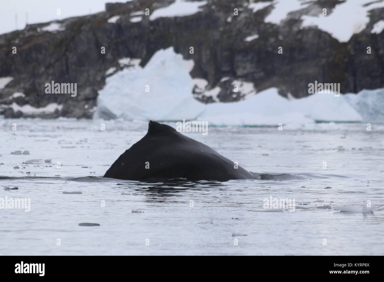 Humpback Whale in Antarctica Stock Photo