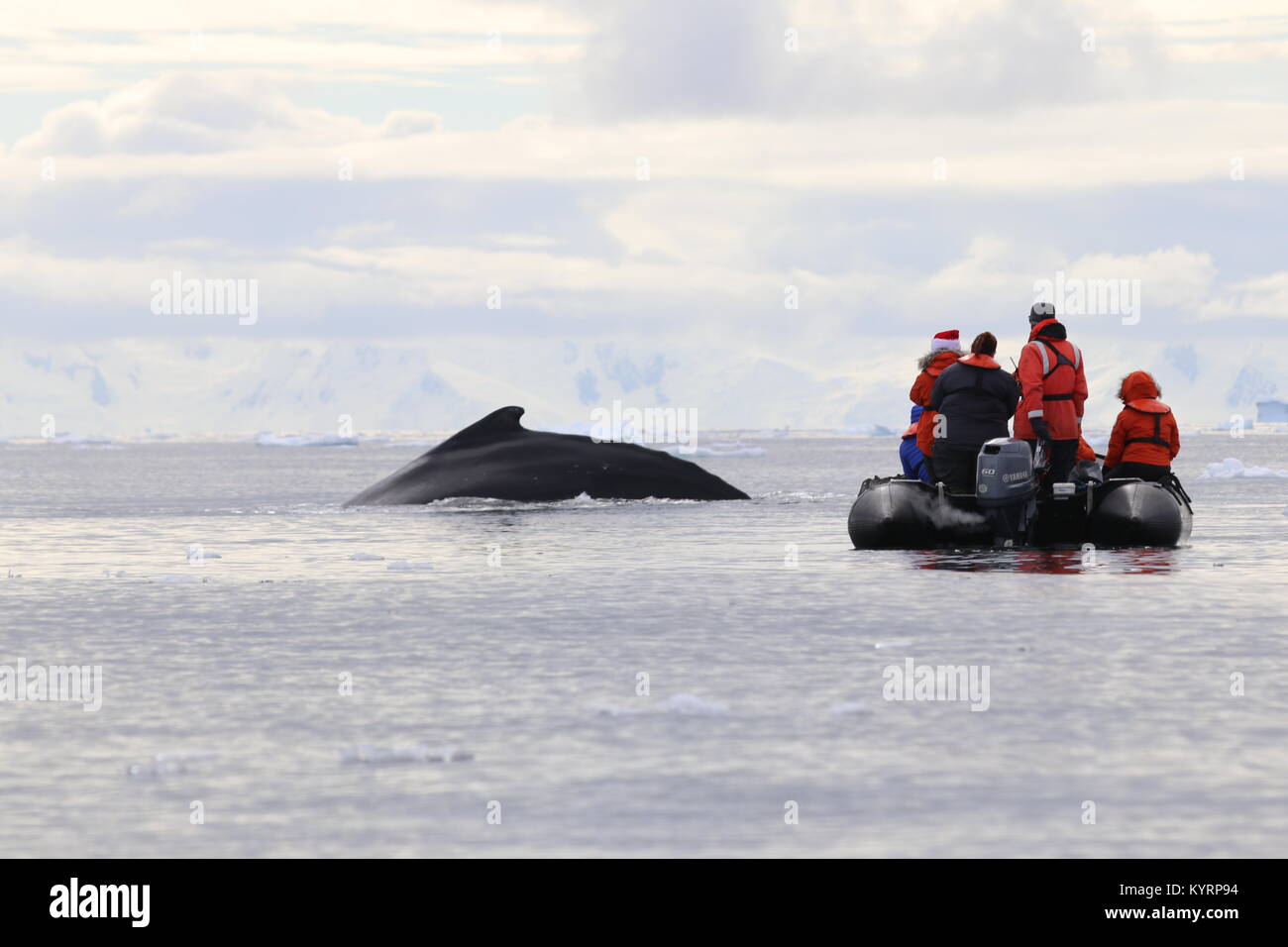 Humpback Whale in Antarctica Near Zodiac Boat Stock Photo