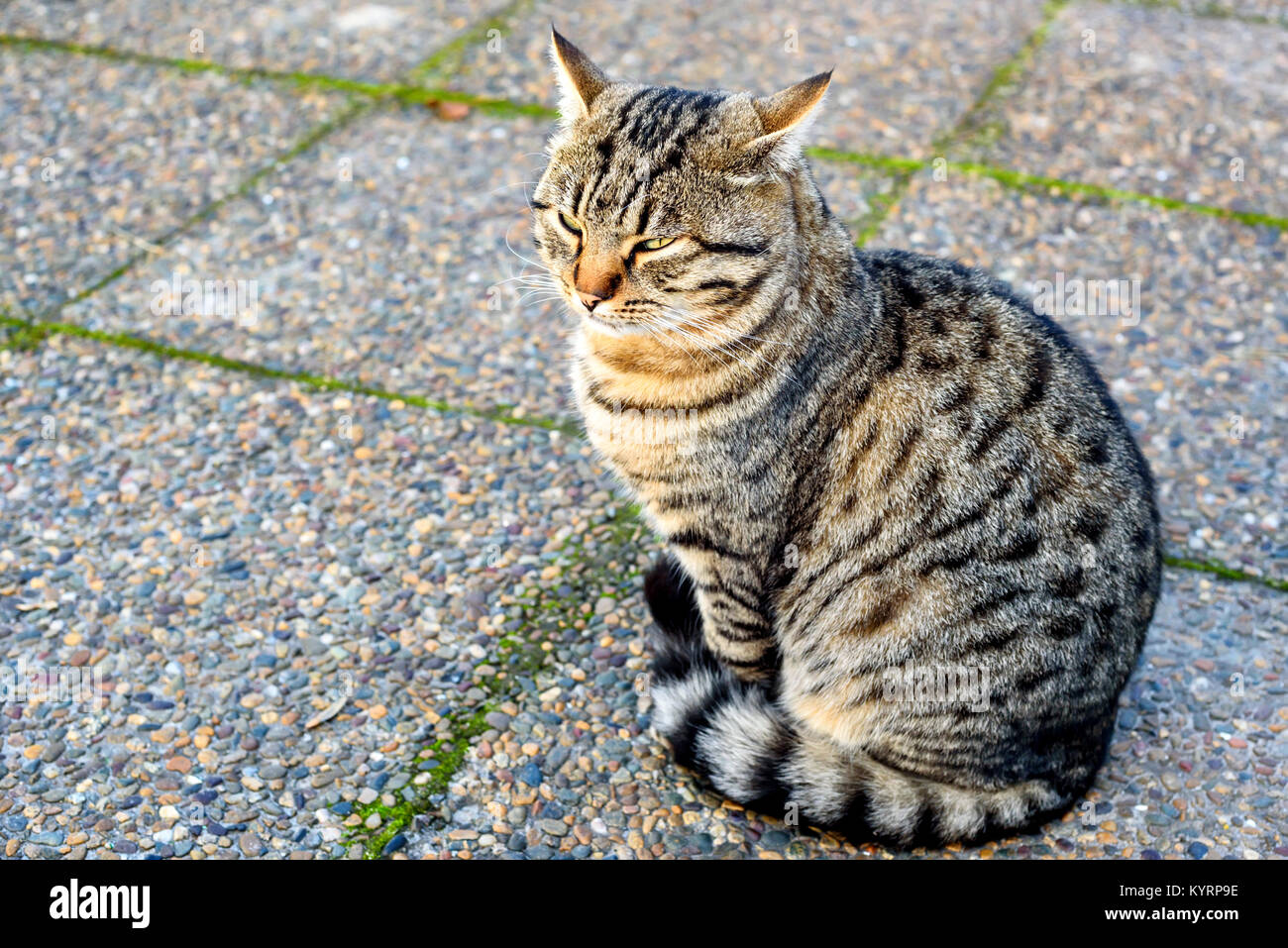 domestic grey cat