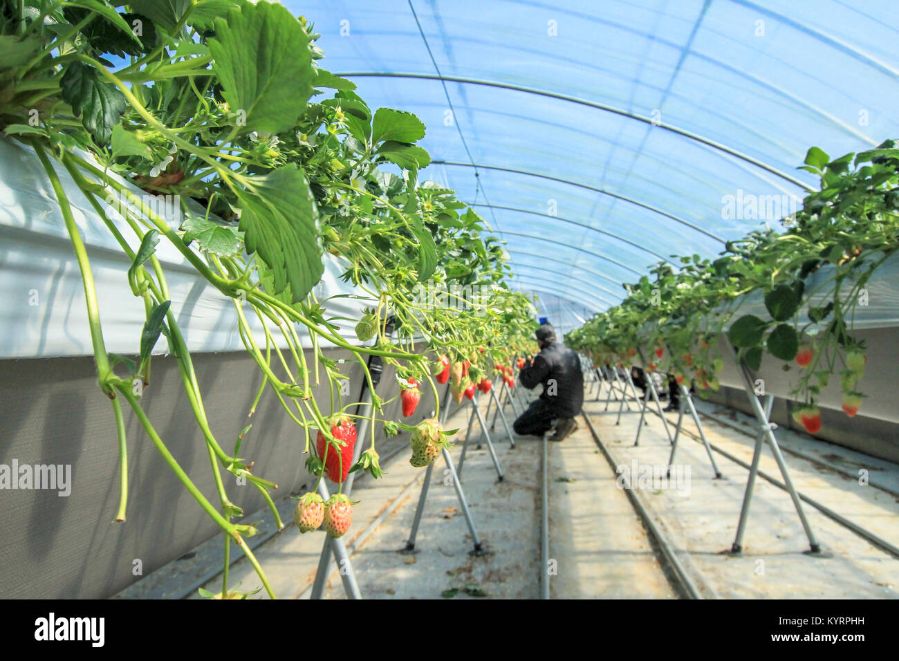 Strawberry in the Greenhouse with worker do his job Stock Photo - Alamy