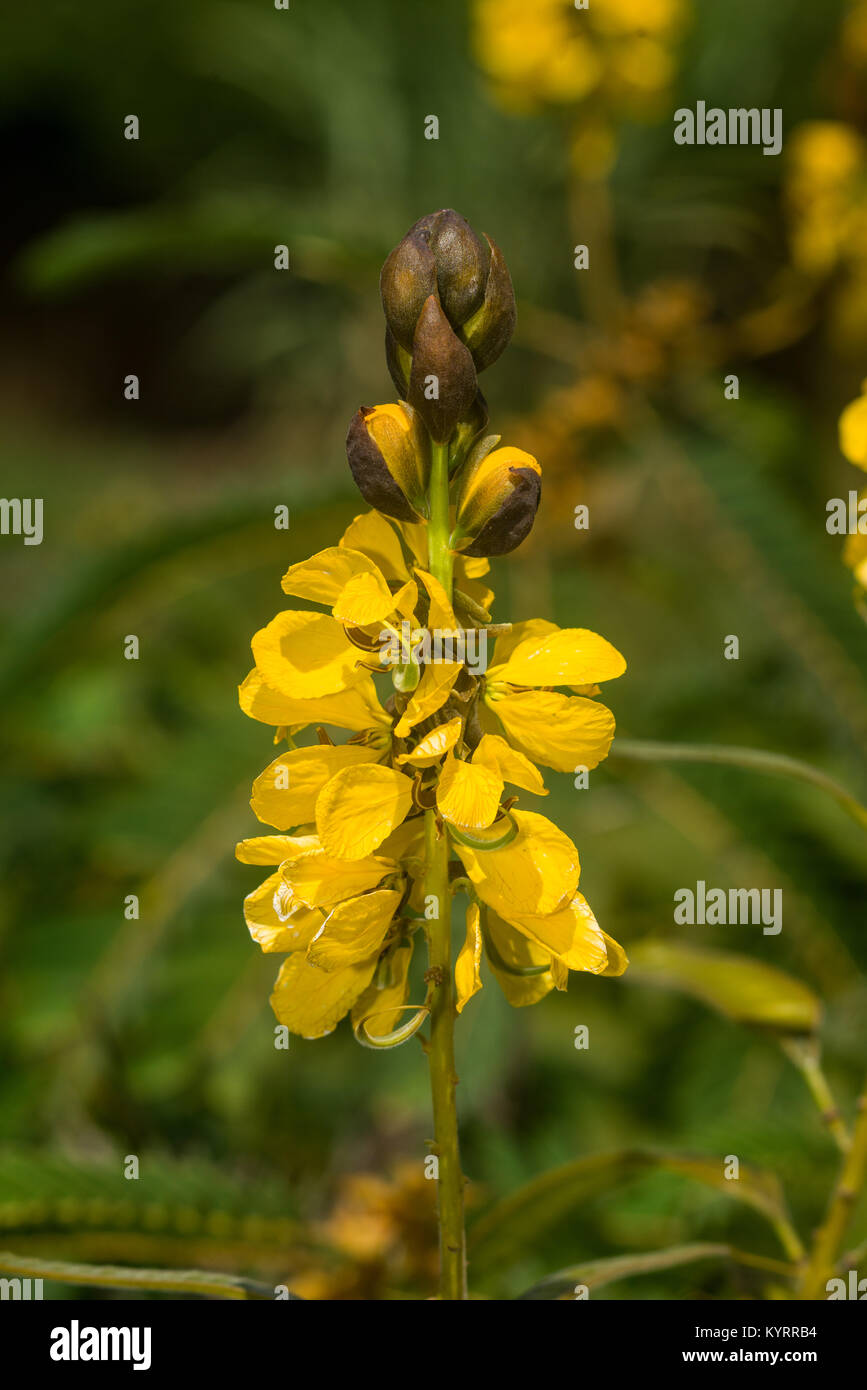 Senna didymobotrya or African senna plant showing flowers, Kenya, East Africa Stock Photo