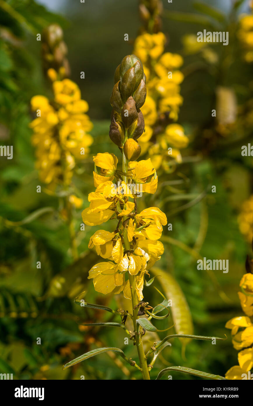 Senna didymobotrya or African senna plant showing flowers and legume seed pods, Kenya, East Africa Stock Photo