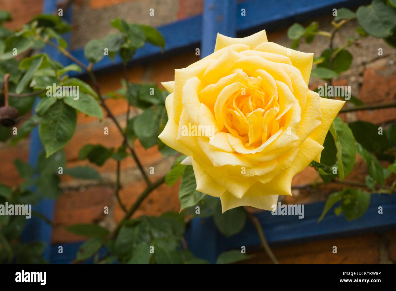 Vibrant yellow climbing rose Stock Photo Alamy