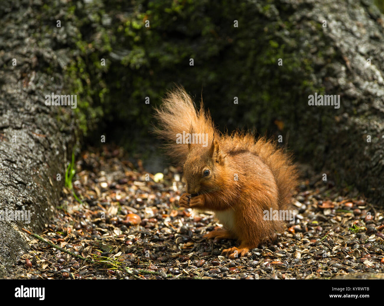 Red squirrel eating nuts after a heavy rain storm Stock Photo