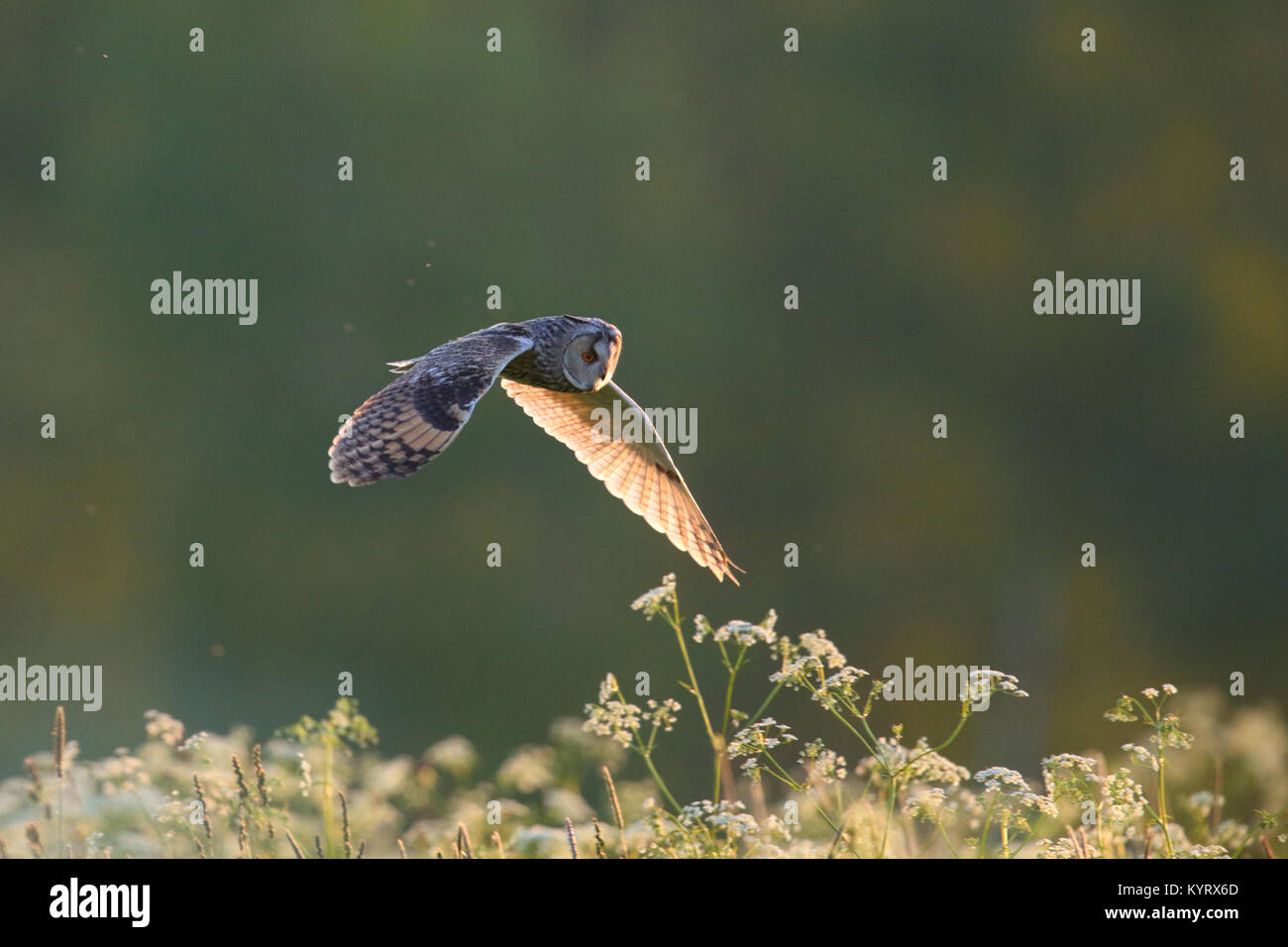Hunting Long-eared Owl, (Asio otus) in summer, Europe Stock Photo