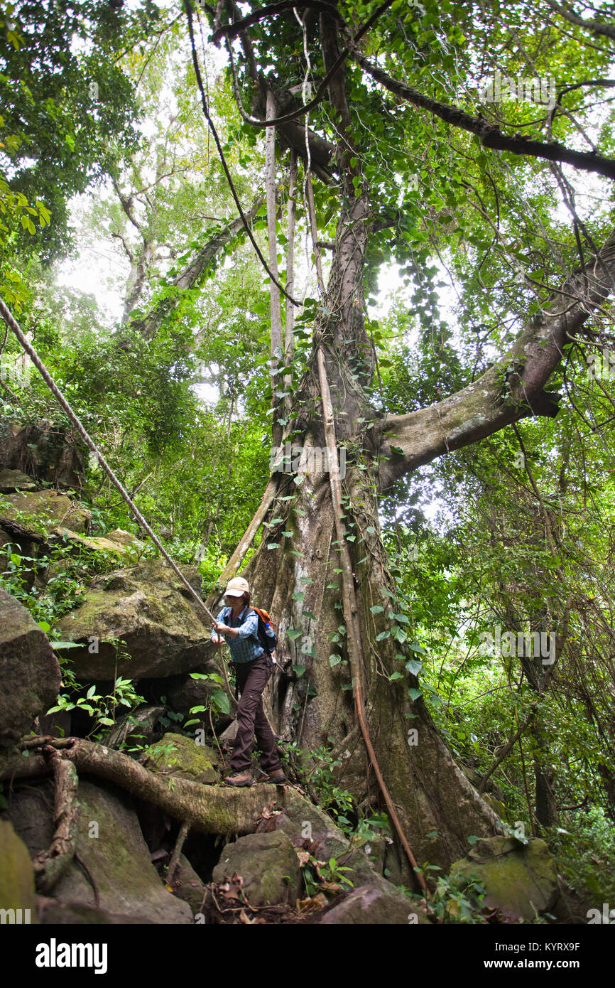 The Netherlands, Oranjestad, Sint Eustatius Island, Dutch Caribbean. The Quill National Park. Woman hiking. Kapok or Silk Cotton Tree ( Ceiba Pentandr Stock Photo