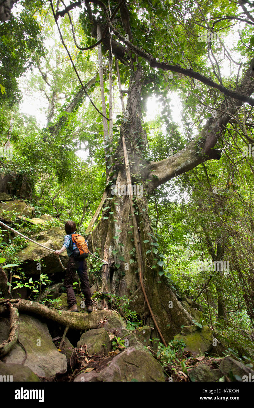 The Netherlands, Oranjestad, Sint Eustatius Island, Dutch Caribbean. The Quill National Park. Woman hiking. Kapok or Silk Cotton Tree ( Ceiba Pentandr Stock Photo