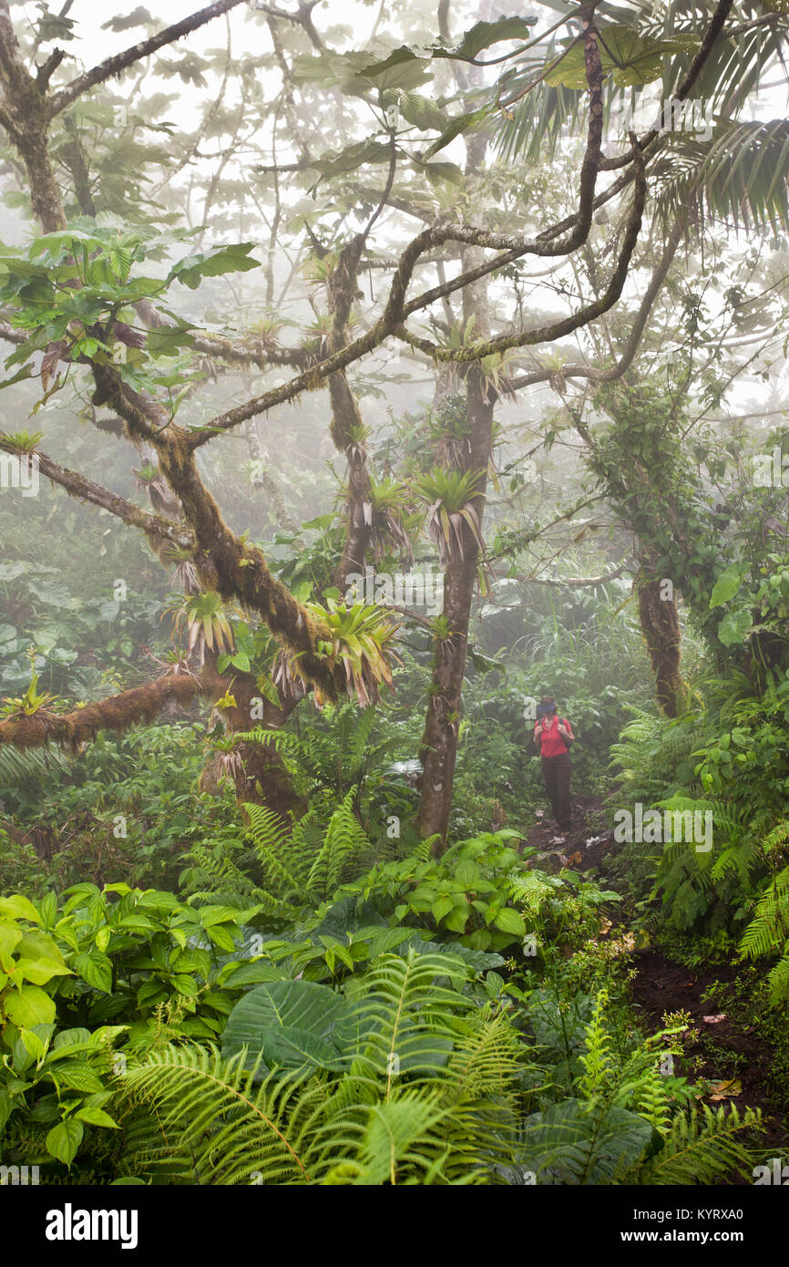 Netherlands, Windwardside, Saba Island, Dutch Caribbean. Volcano Mount Scenery National Park. Highest point ( 887 meters ) in country. Woman hiking. Stock Photo