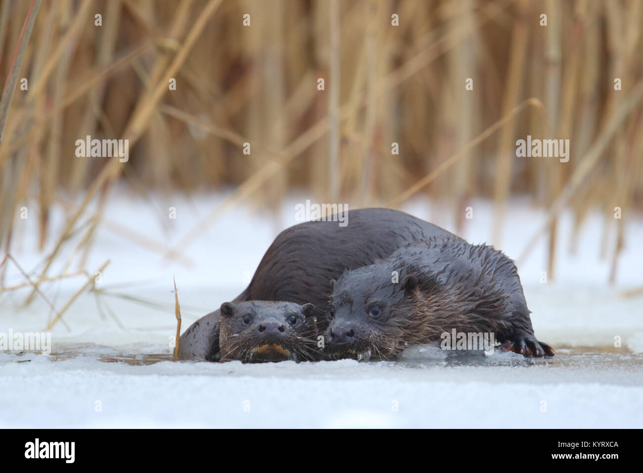 Wild European otters (Lutra lutra), Europe Stock Photo