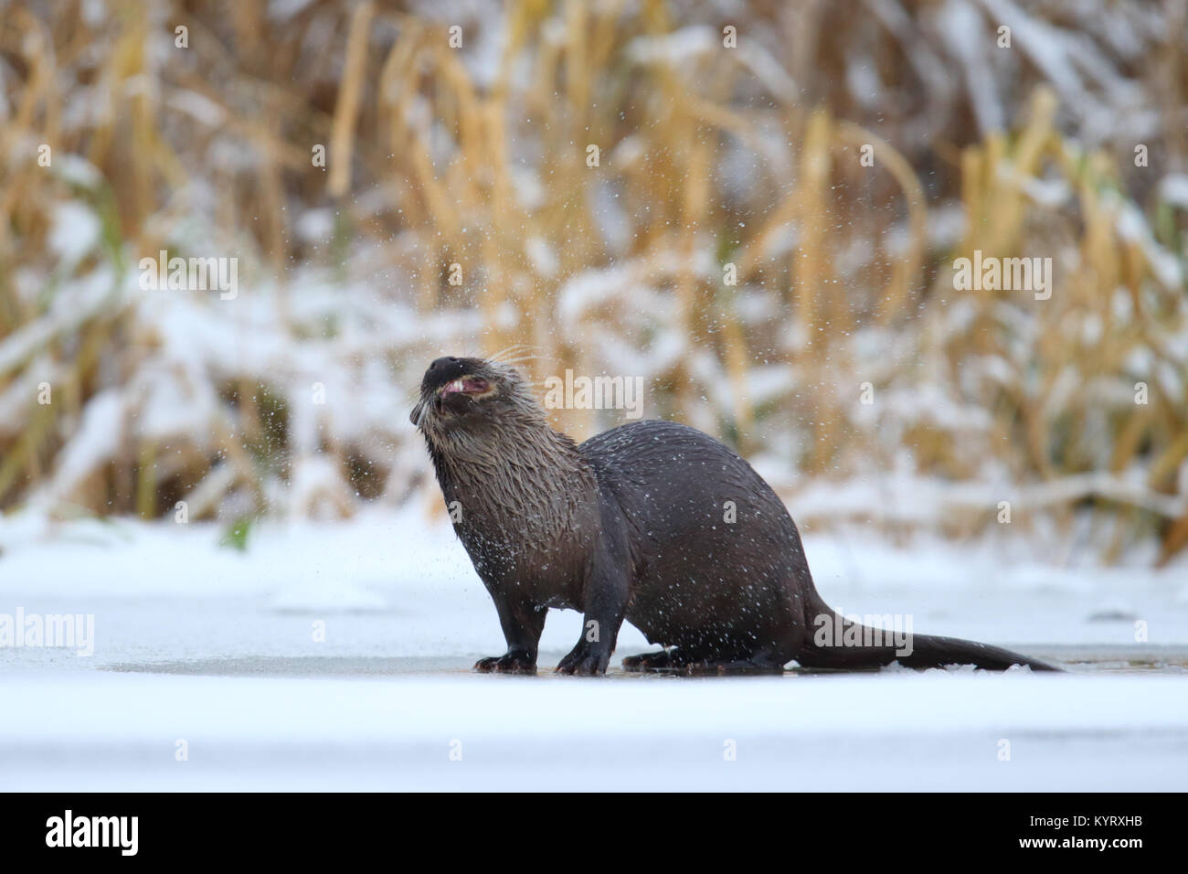 Wild European otter (Lutra lutra) shaking water off his fur, Europe Stock Photo