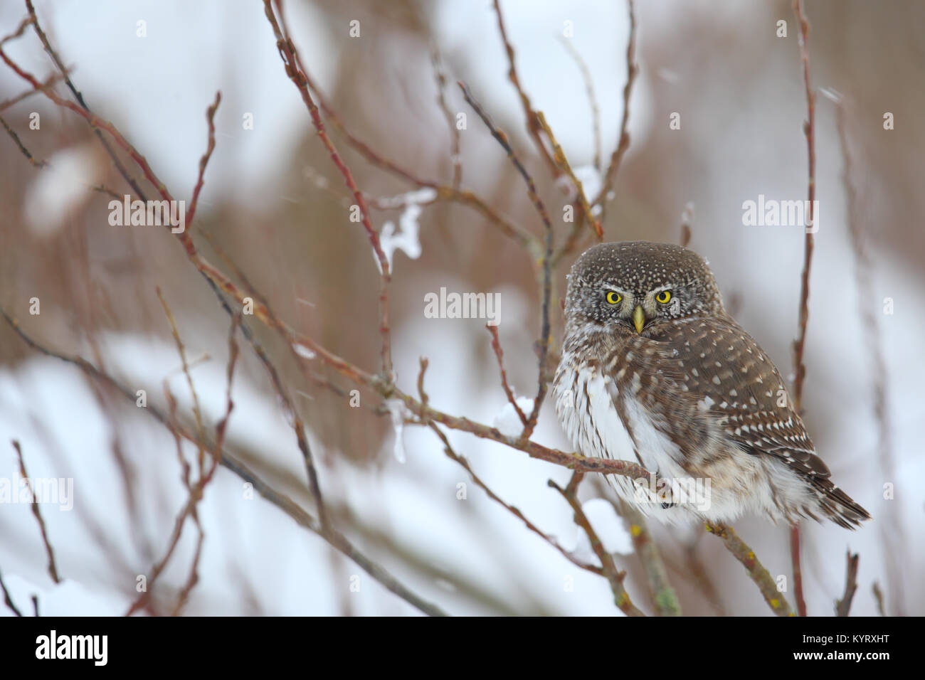 Wild Pygmy Owl (Glaucidium passerinum) in winter Stock Photo