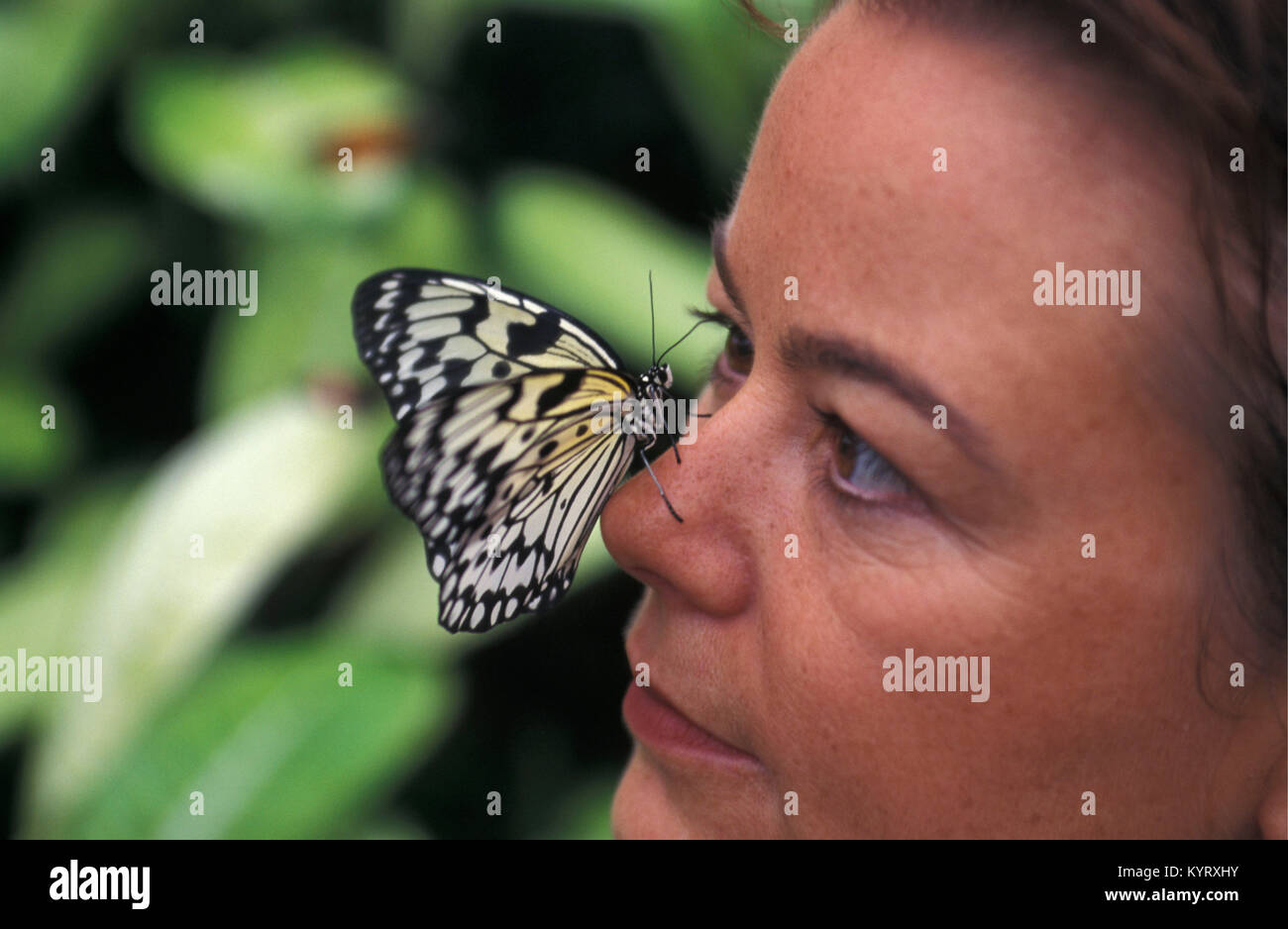 The Netherlands. Emmen. Zoo called Noorder Dierenpark. Butterfly farm. Visitor with Paper Kite butterfly (Idea leuconoe) on nose. Stock Photo