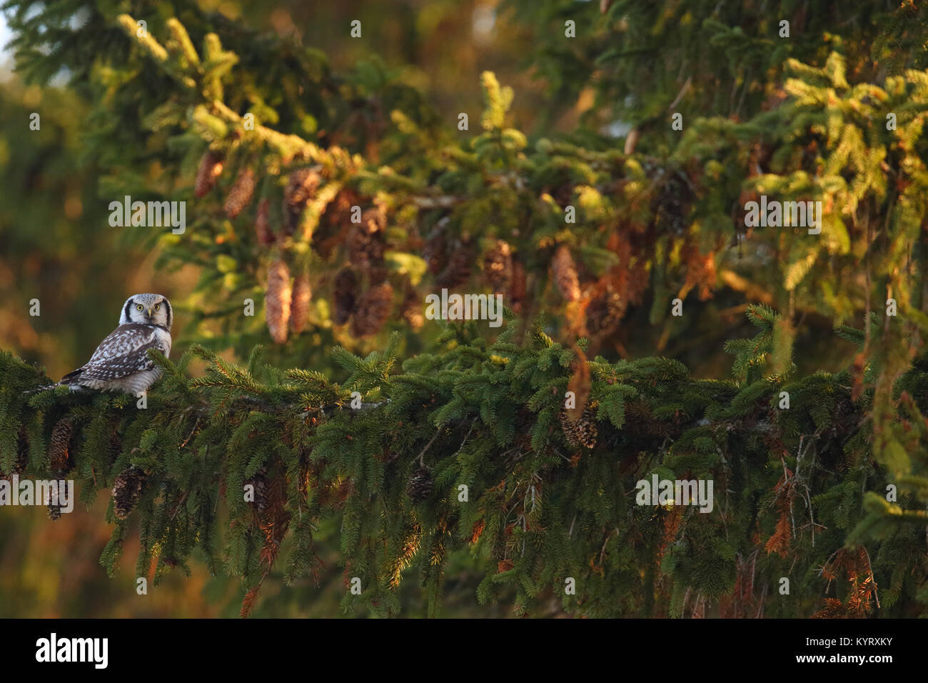 Northern Hawk Owl (Surnia ulula) on fir tree, Europe Stock Photo