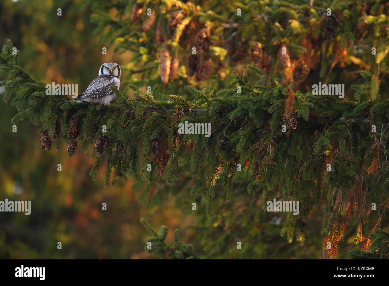 Northern Hawk Owl (Surnia ulula) on fir tree, Europe Stock Photo
