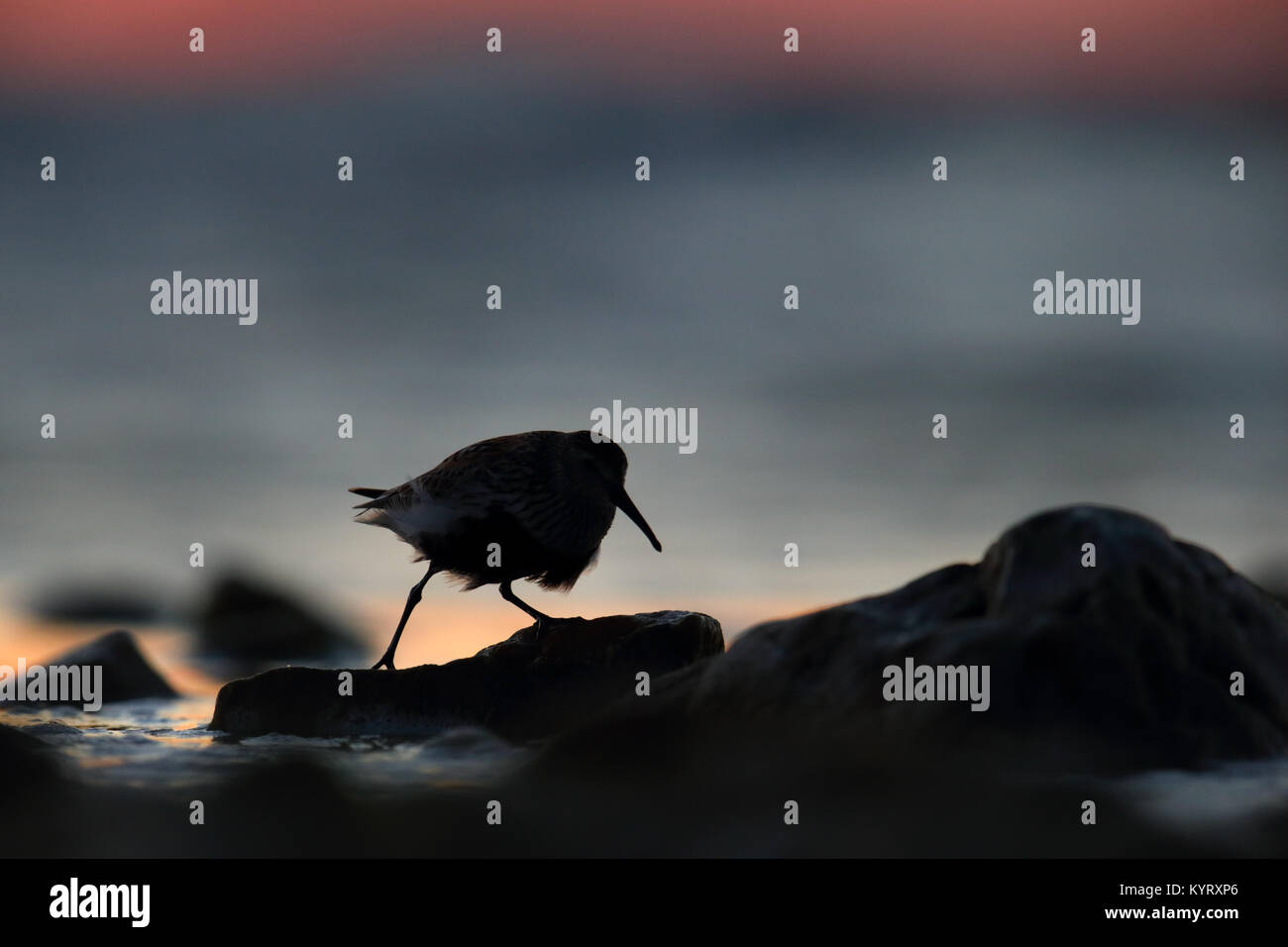 Silhouette of Dunlin (Calidris alpina) by the coast at sunset. Stock Photo