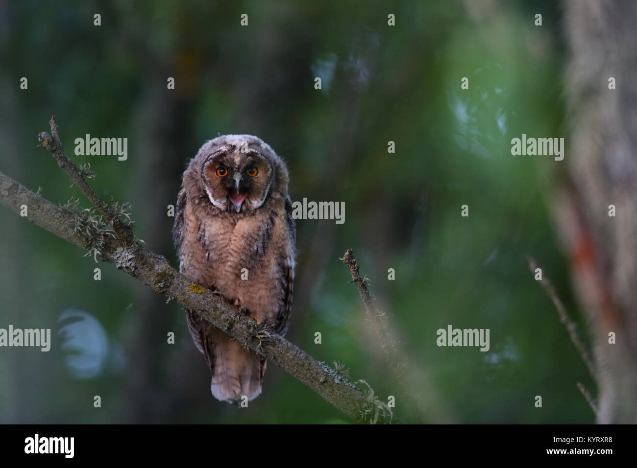 Wild Long-eared Owl (Asio otus), Europe Stock Photo