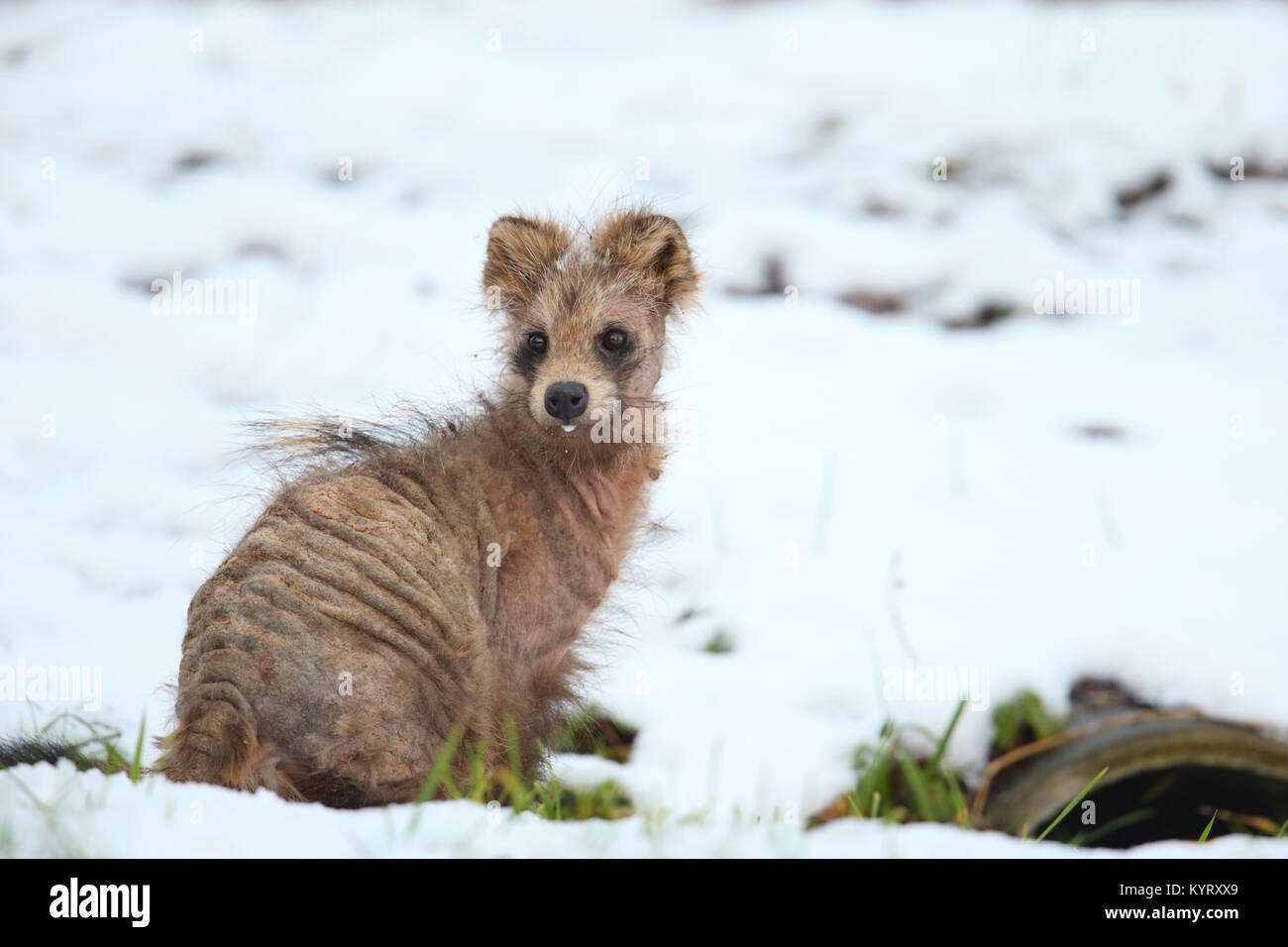 Wild raccoon dog (Nyctereutes procyonoides) affected by sarcoptic mange ...