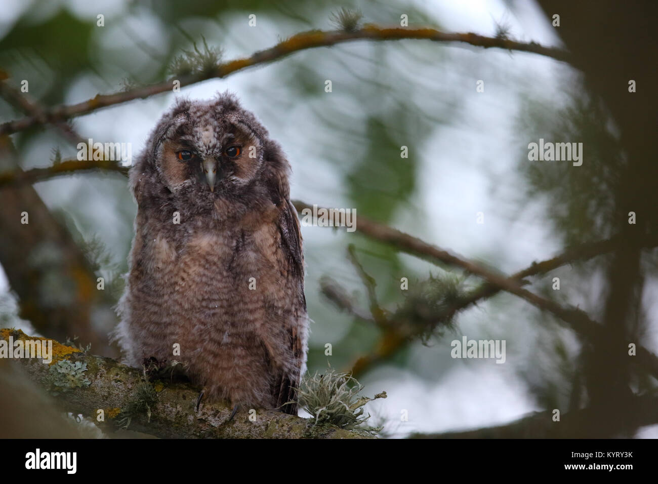 Wild Long-eared Owl (Asio otus), Europe Stock Photo